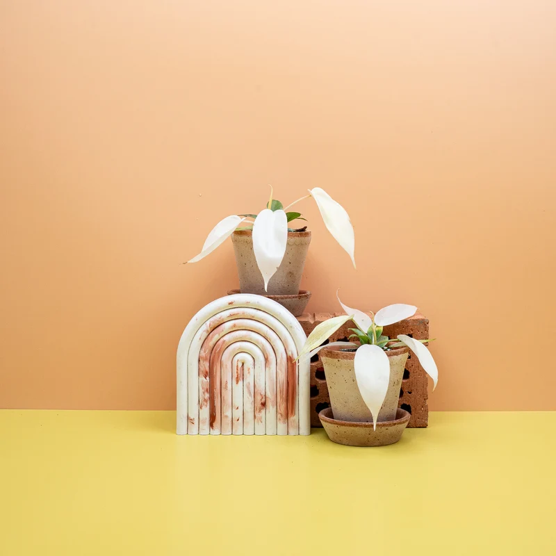 PHILODENDRON FLORIDA GHOST