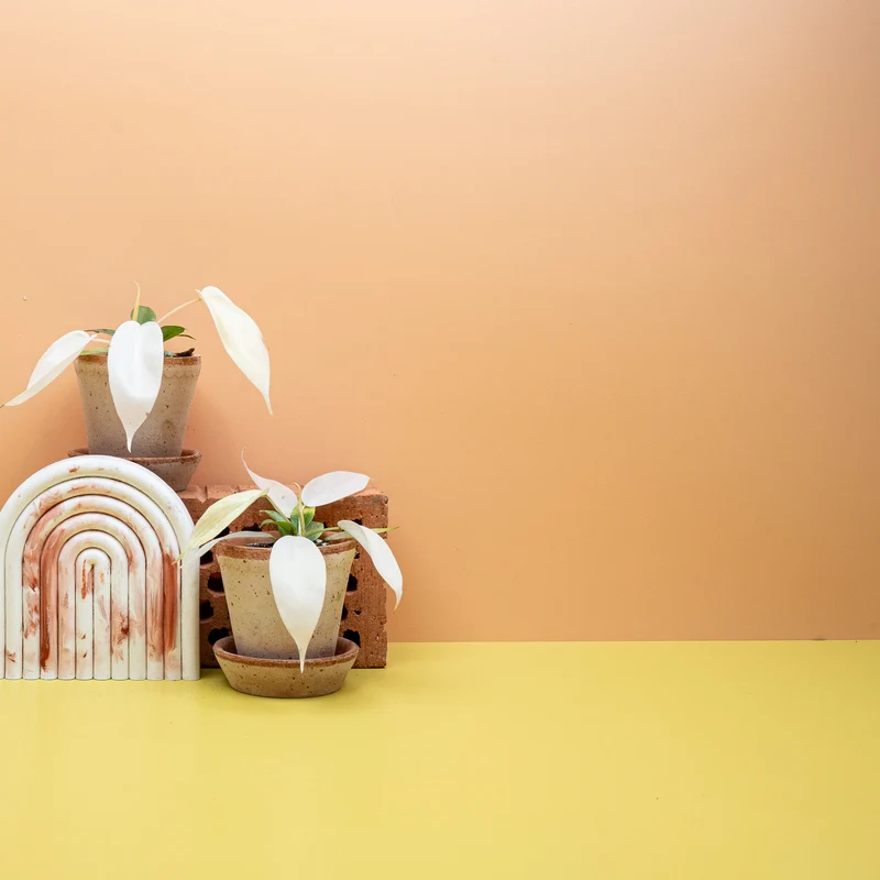 PHILODENDRON FLORIDA GHOST