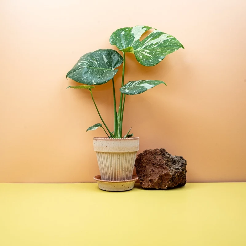 MONSTERA THAI CONSTELLATION