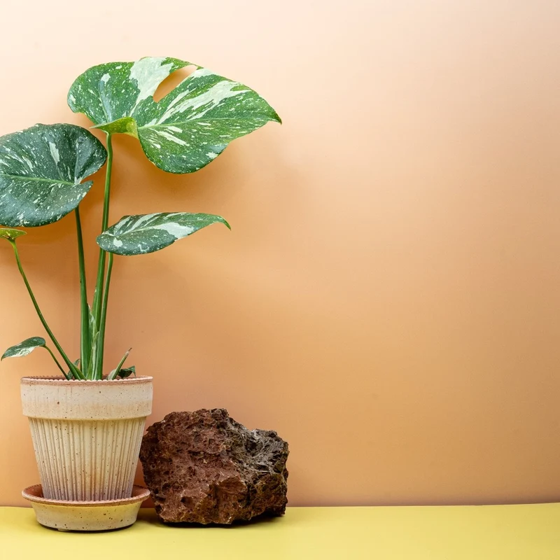 MONSTERA THAI CONSTELLATION