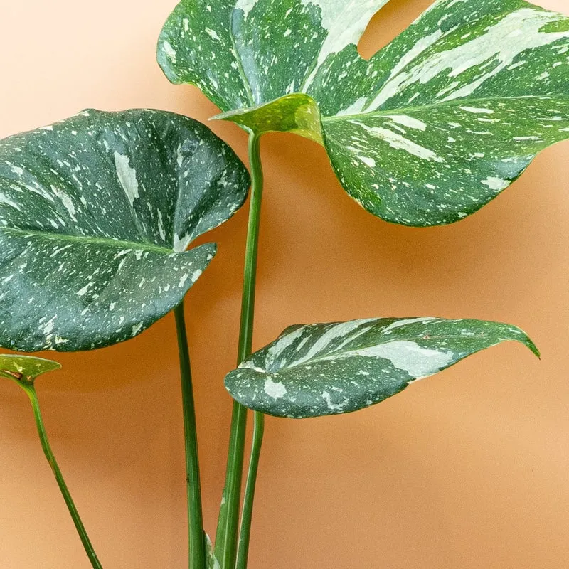 MONSTERA THAI CONSTELLATION