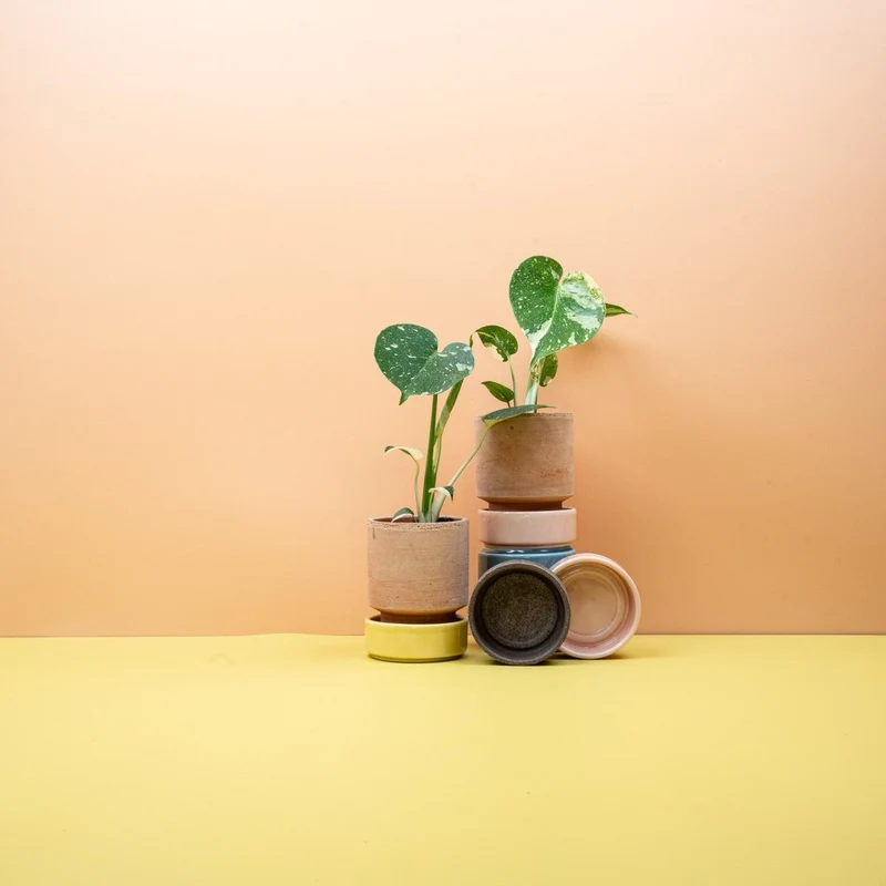 MONSTERA THAI CONSTELLATION