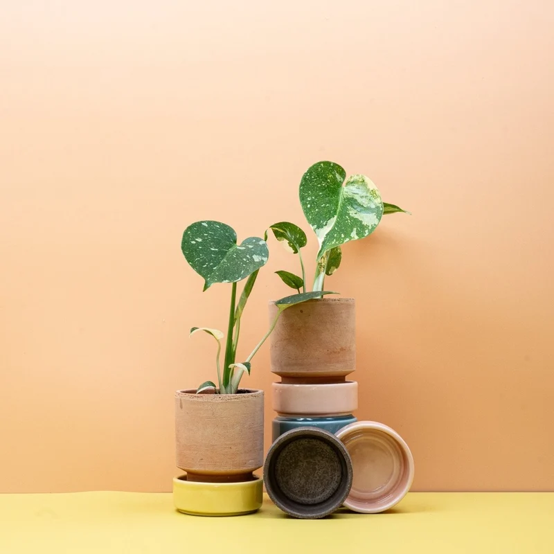 MONSTERA THAI CONSTELLATION