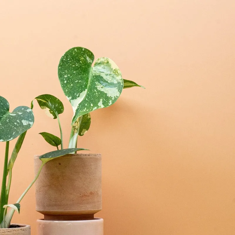 MONSTERA THAI CONSTELLATION