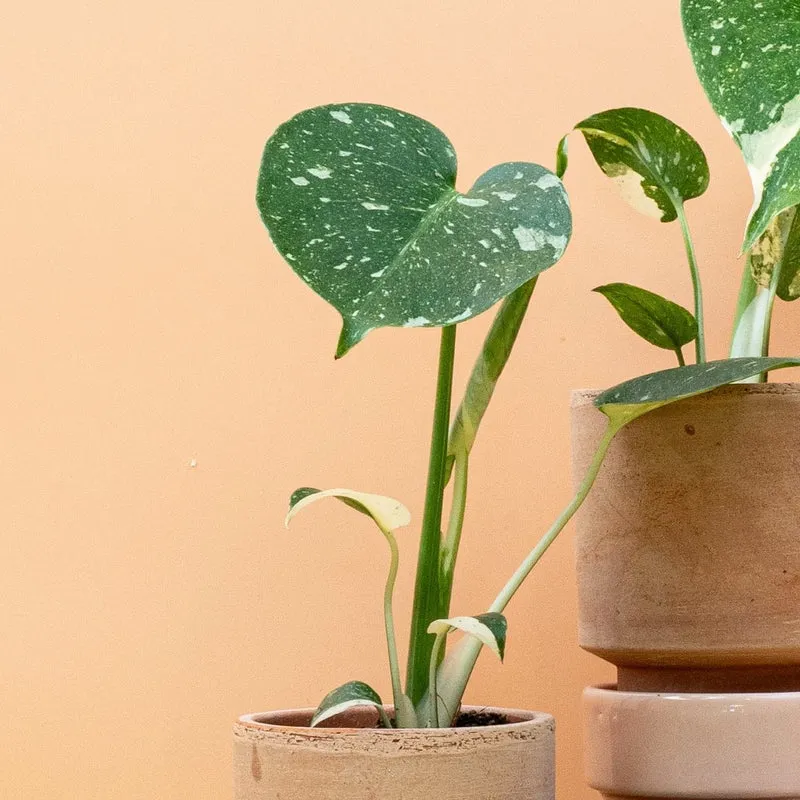 MONSTERA THAI CONSTELLATION