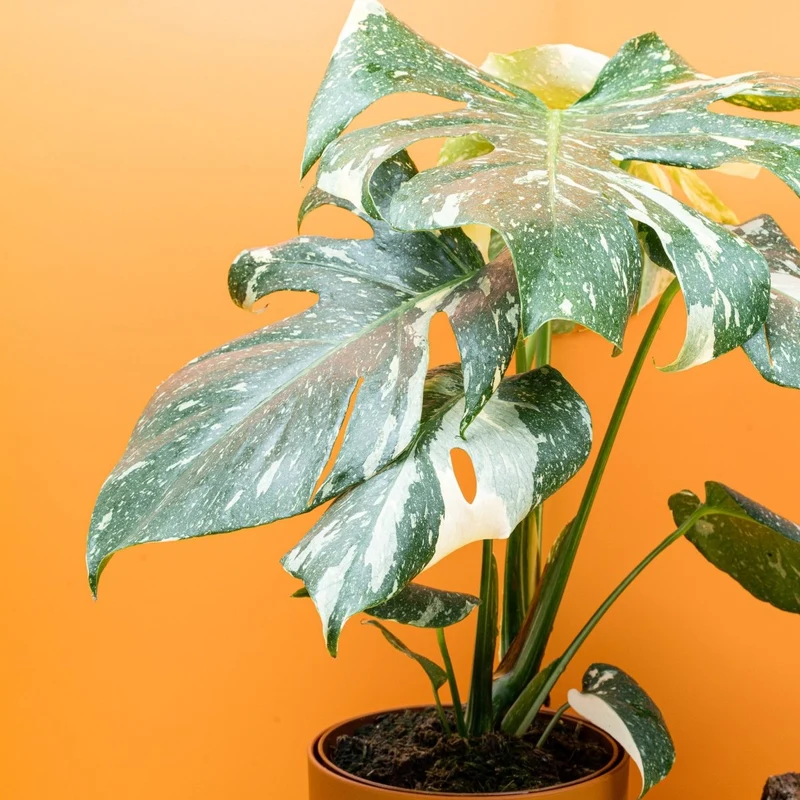 MONSTERA THAI CONSTELLATION