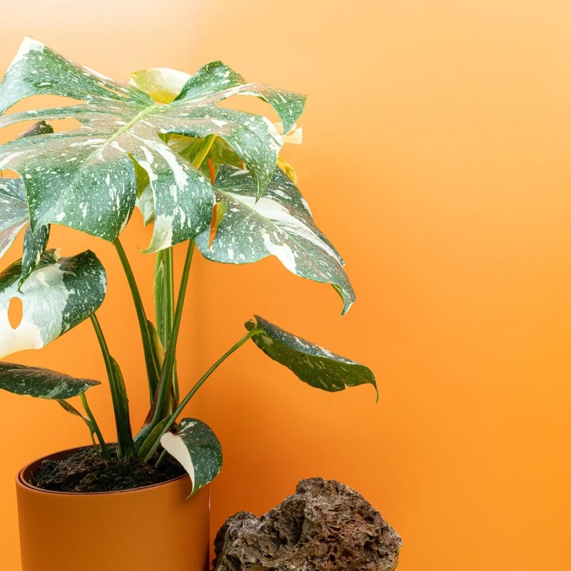 MONSTERA THAI CONSTELLATION