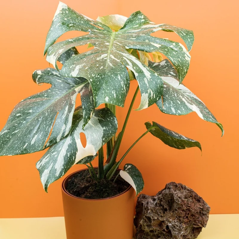 MONSTERA THAI CONSTELLATION