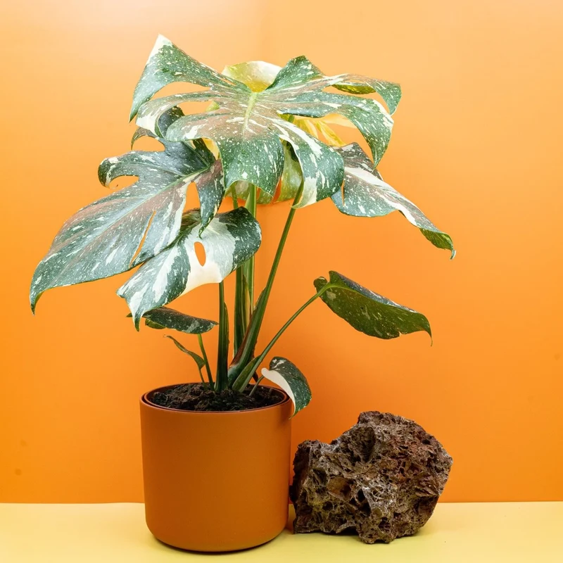 MONSTERA THAI CONSTELLATION