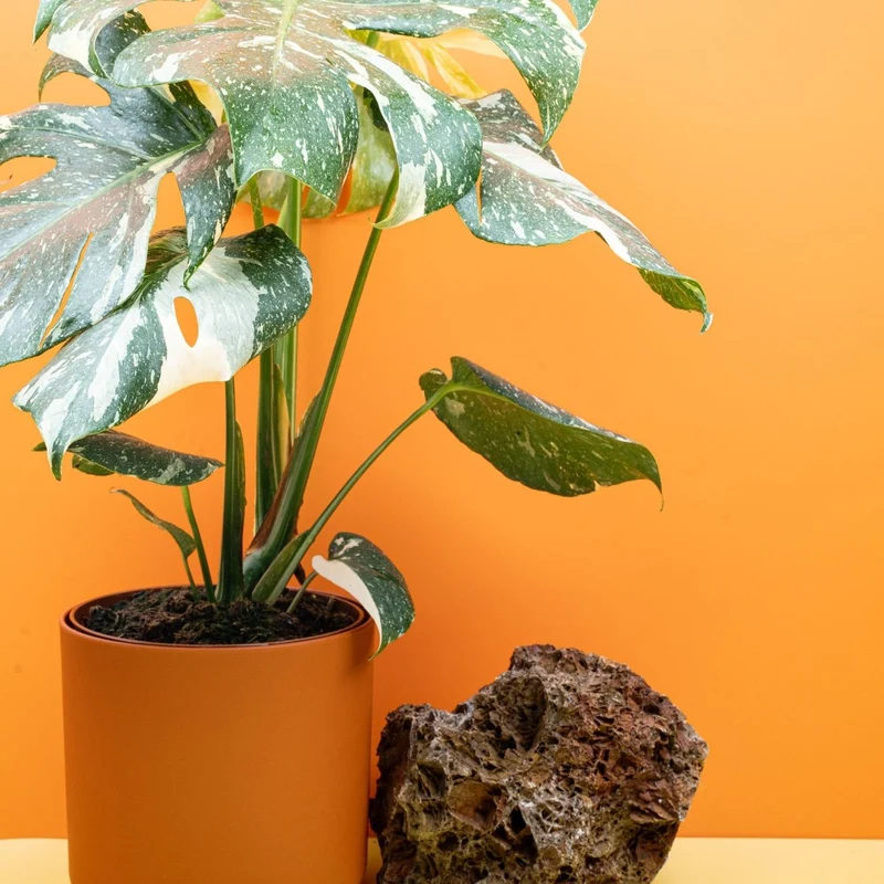 MONSTERA THAI CONSTELLATION