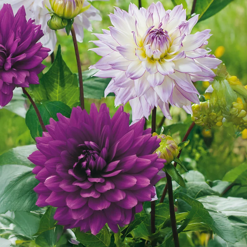 Dahlie 'Pink Purple Touch'