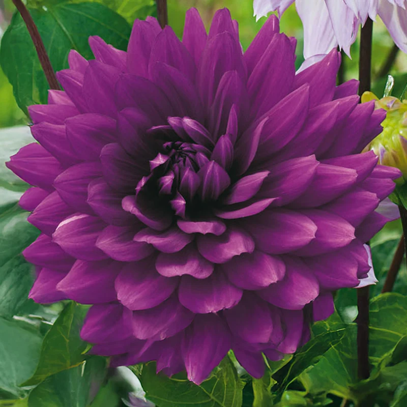 Dahlie 'Pink Purple Touch'