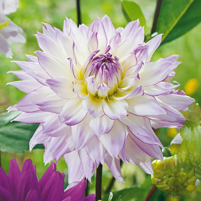 Dahlie 'Pink Purple Touch'
