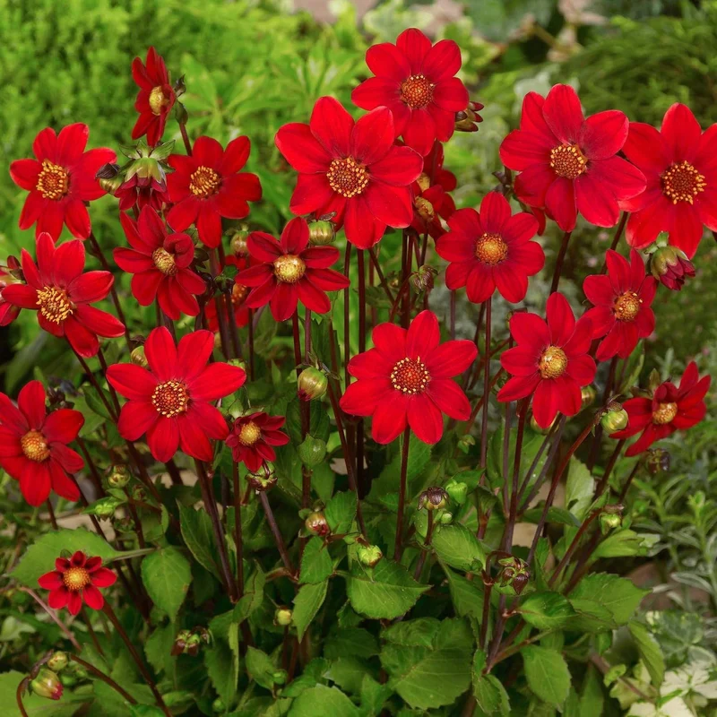 Dahlie 'Topmix'