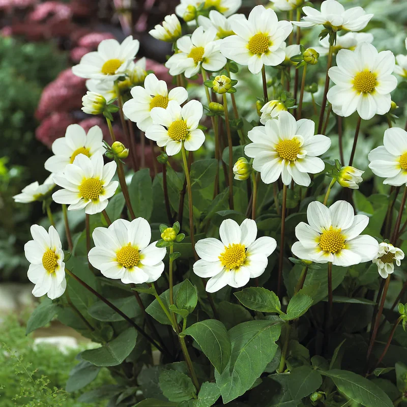 Dahlie 'Topmix'