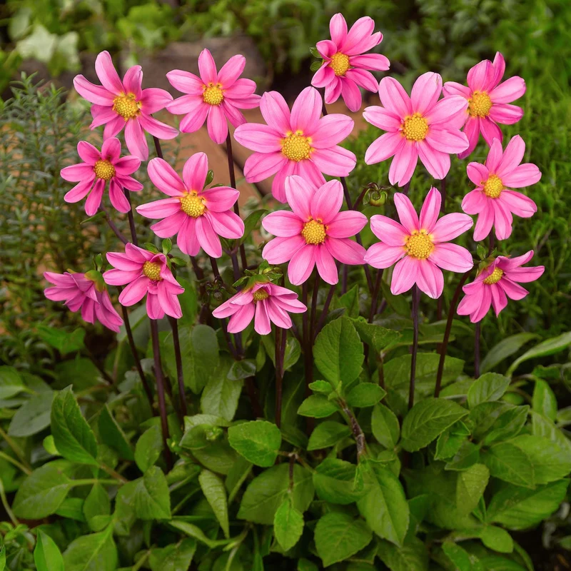 Dahlie 'Topmix'