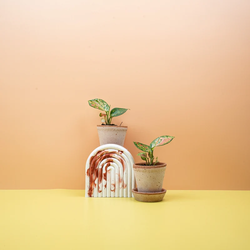 AGLAONEMA ZIRKON