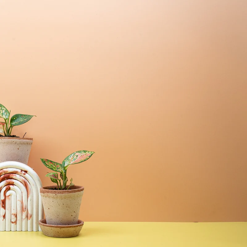 AGLAONEMA ZIRKON