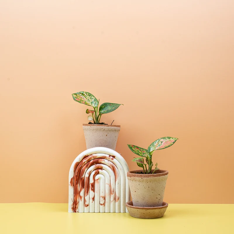 AGLAONEMA ZIRKON