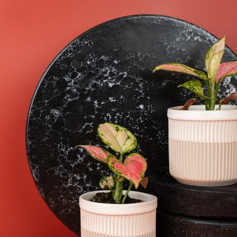 AGLAONEMA RED VALENTINE