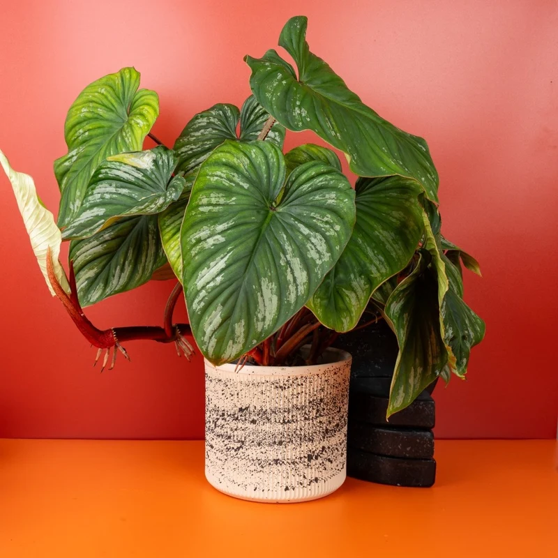 PHILODENDRON PLOWMANII
