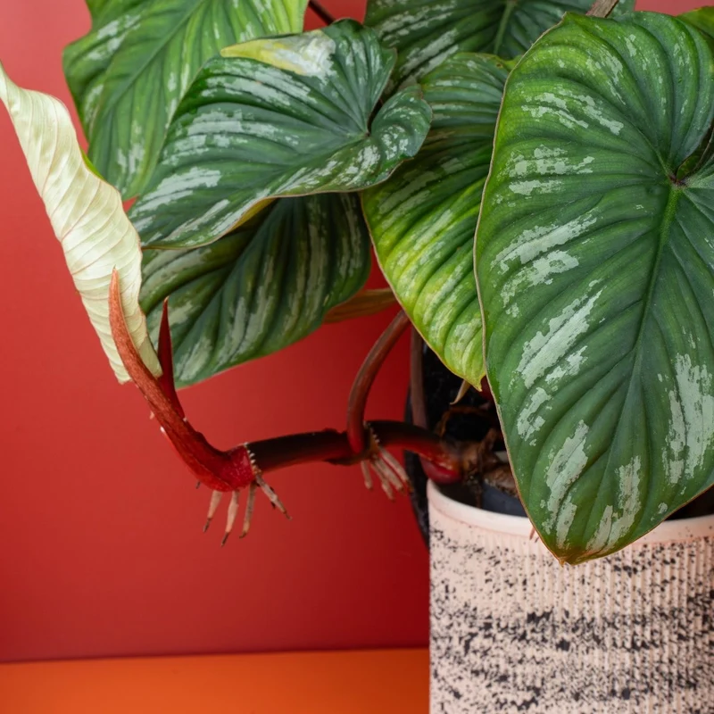 PHILODENDRON PLOWMANII