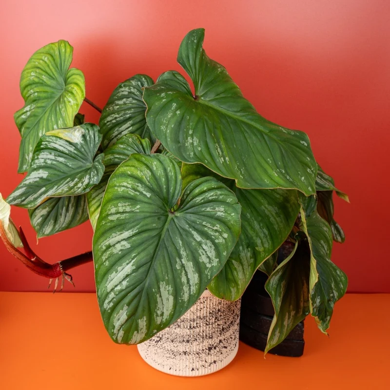 PHILODENDRON PLOWMANII