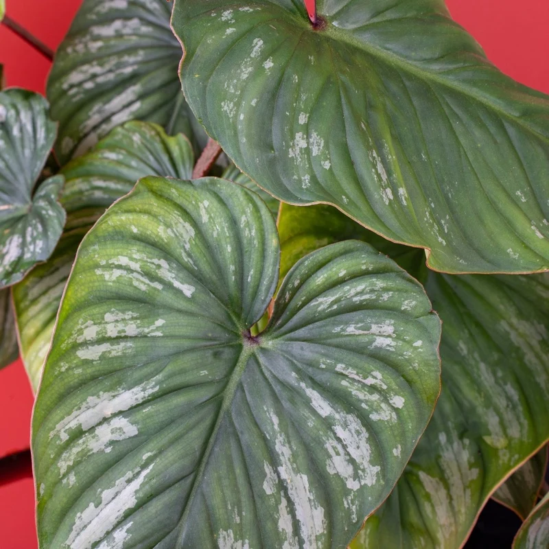 PHILODENDRON PLOWMANII