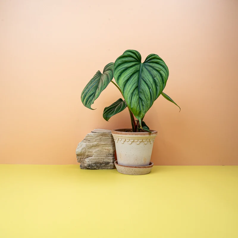 PHILODENDRON COLOMBIA