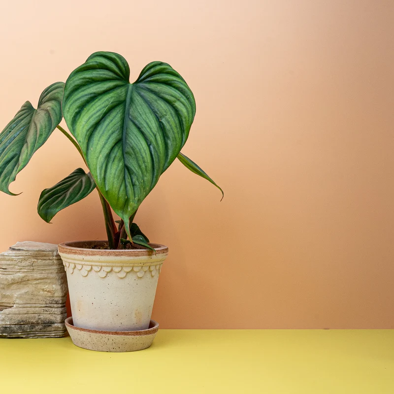 PHILODENDRON COLOMBIA