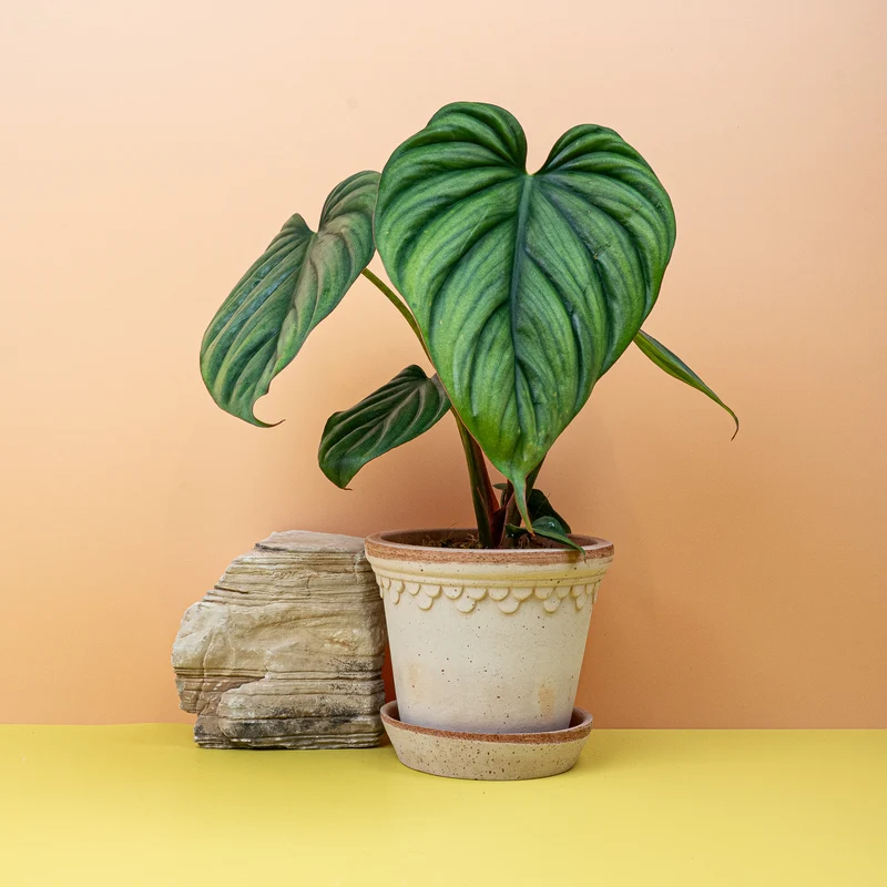 PHILODENDRON COLOMBIA