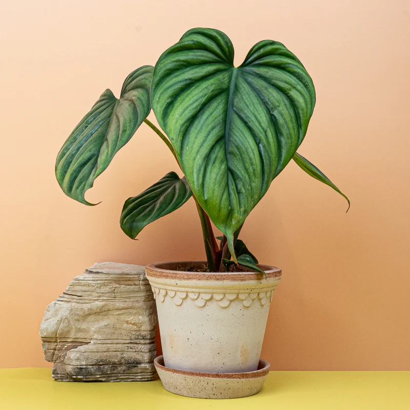 PHILODENDRON COLOMBIA