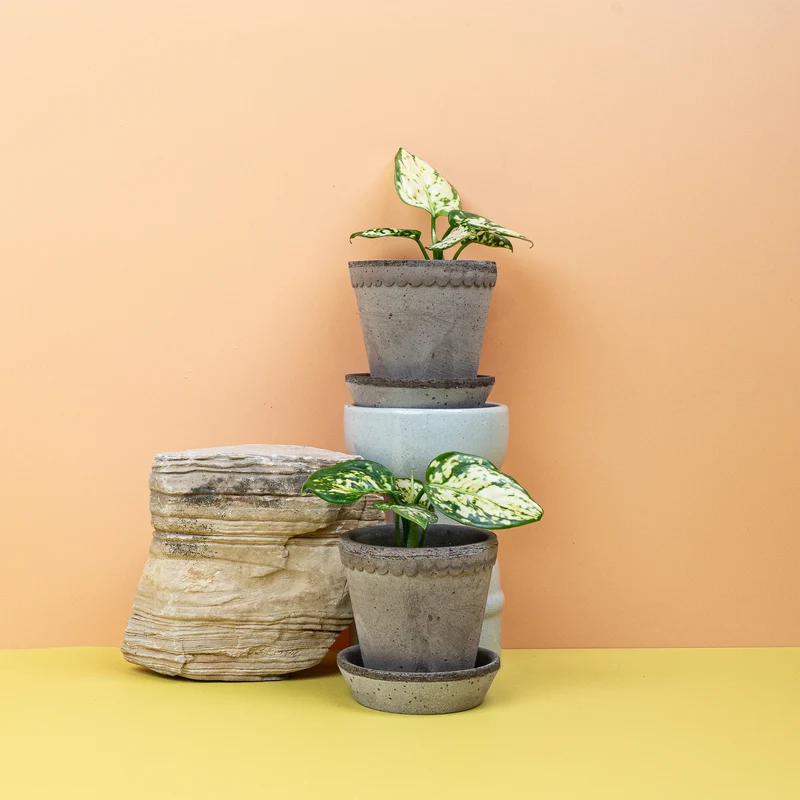 AGLAONEMA SNOWFLAKE