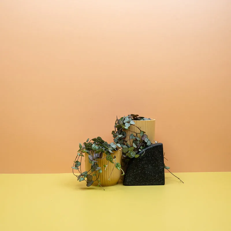 CEROPEGIA WOODII