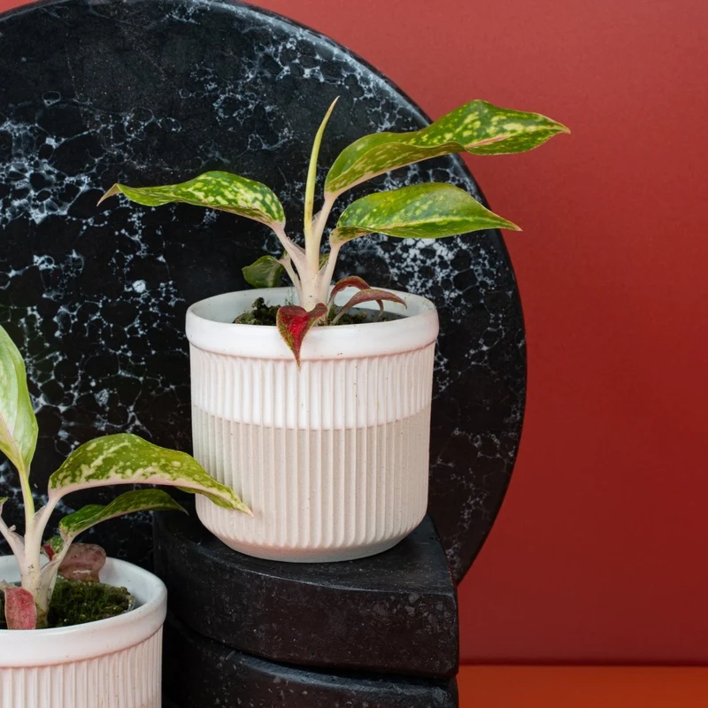 AGLAONEMA NIGHT SPARKLE