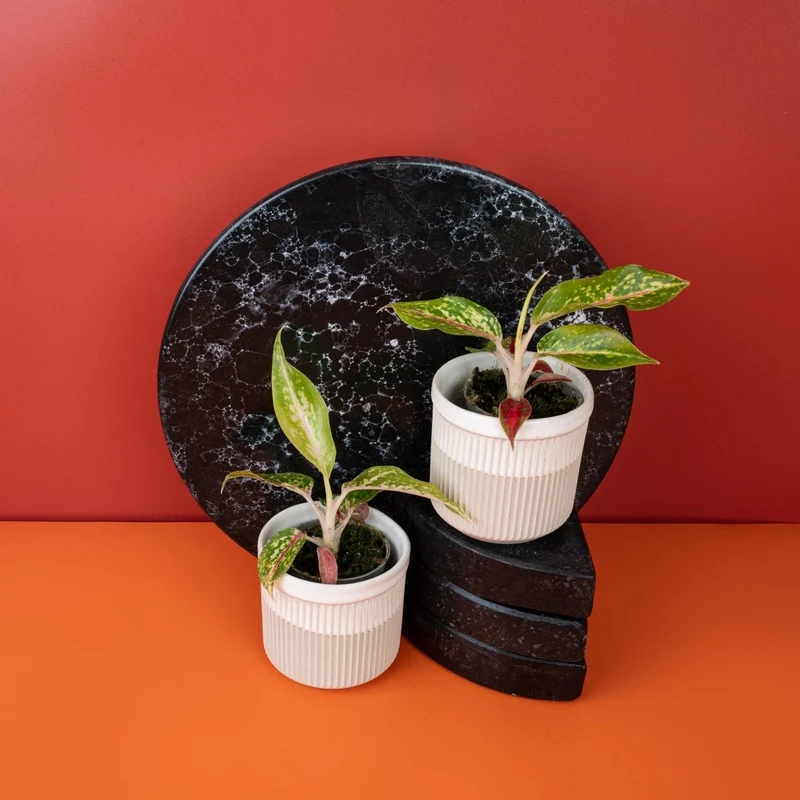 AGLAONEMA NIGHT SPARKLE