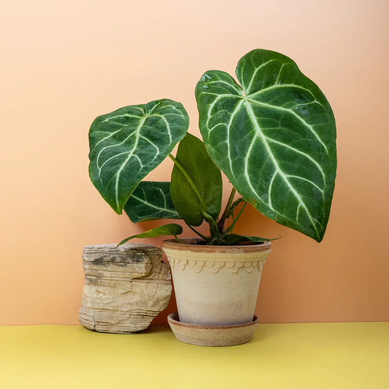 ANTHURIUM MAGNIFICUM