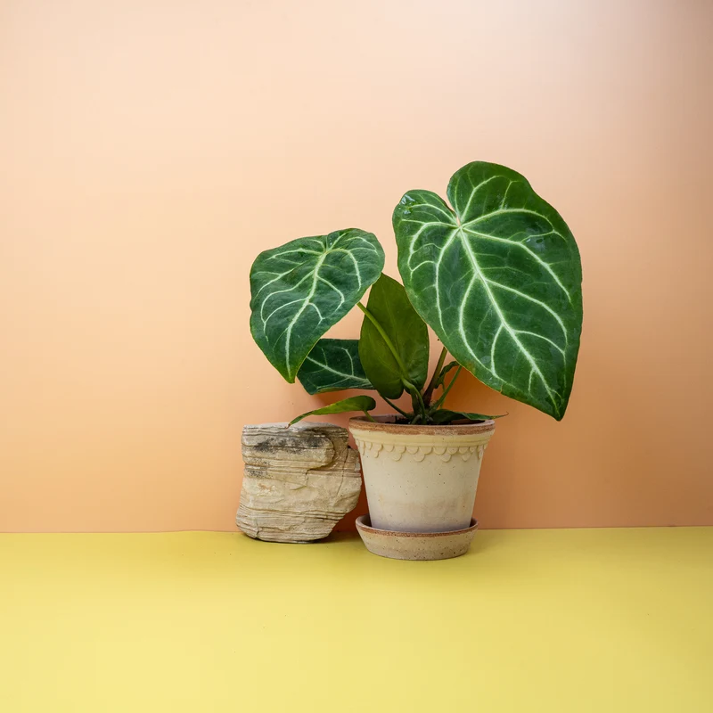 ANTHURIUM MAGNIFICUM