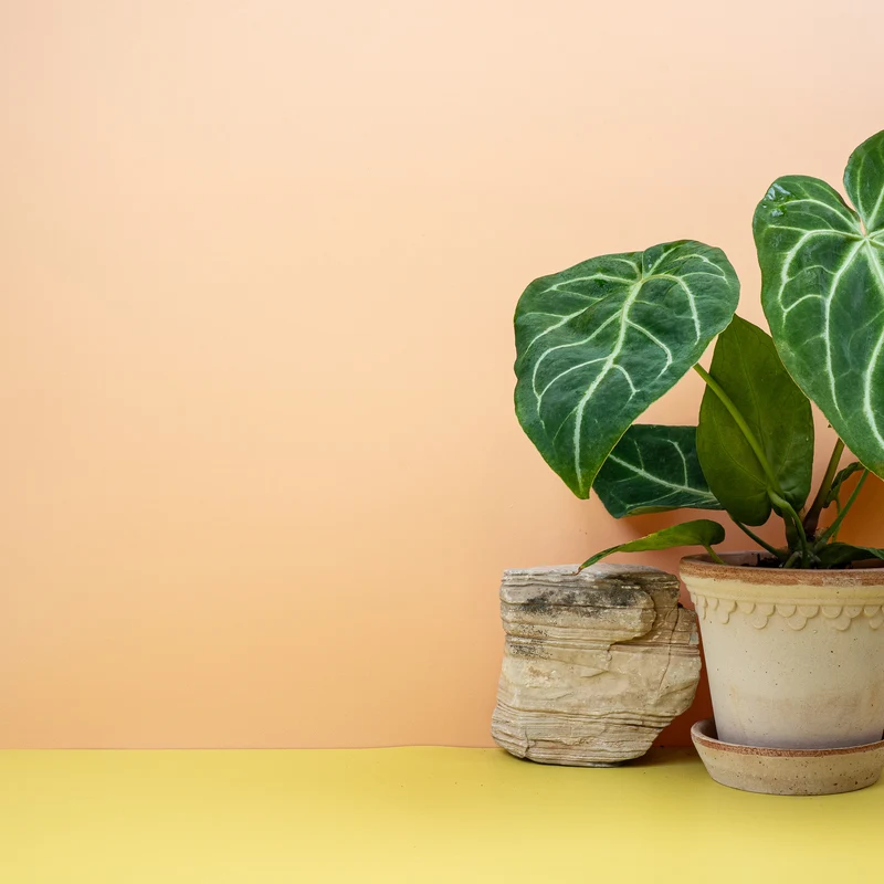 ANTHURIUM MAGNIFICUM
