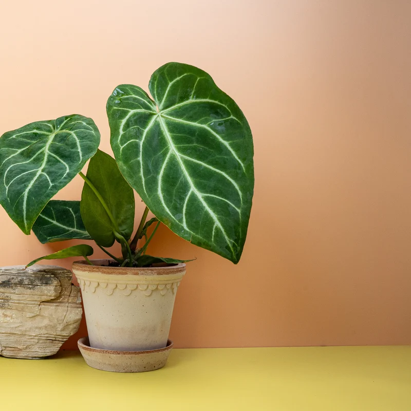 ANTHURIUM MAGNIFICUM