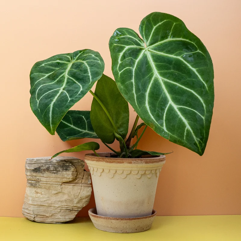 ANTHURIUM MAGNIFICUM