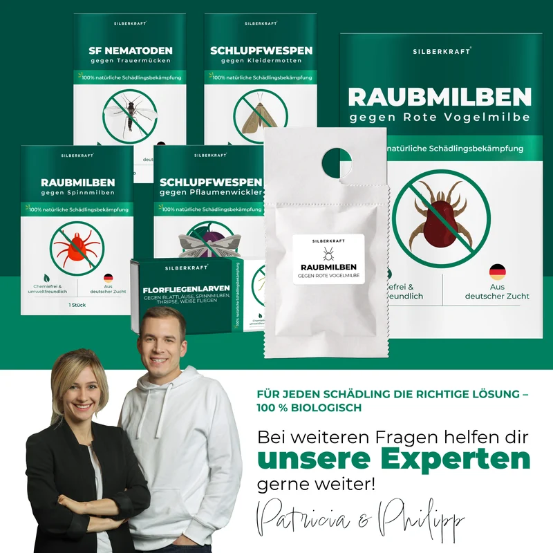 Raubmilben gegen Rote Vogelmilben (Stratiolaelaps scimitus / Hypoaspis miles)