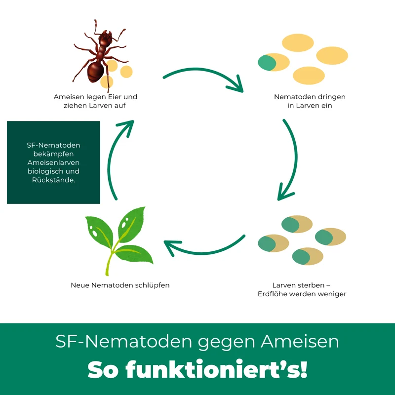 SF Nematoden gegen Ameisen