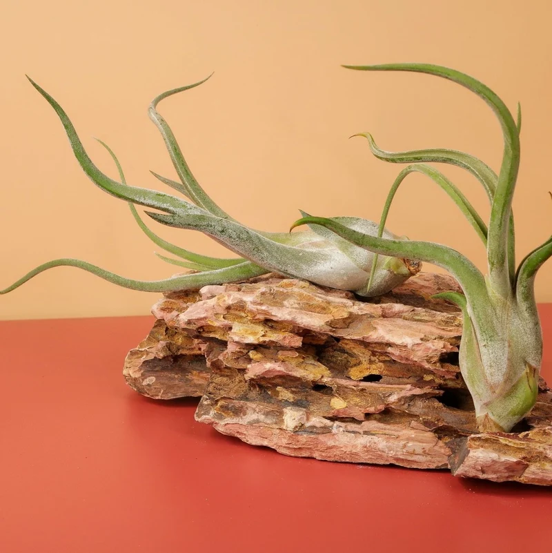TILLANDSIA CAPUT MEDUSAE