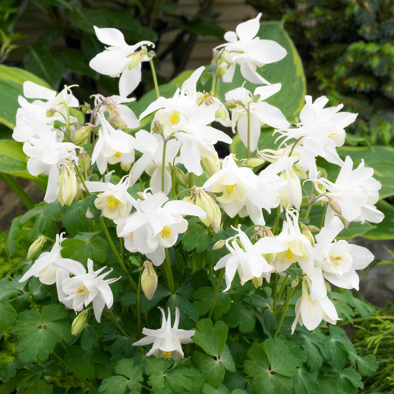 Akelei 'Spring Magic White'