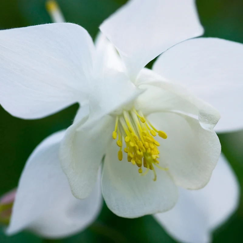 Akelei 'Spring Magic White'