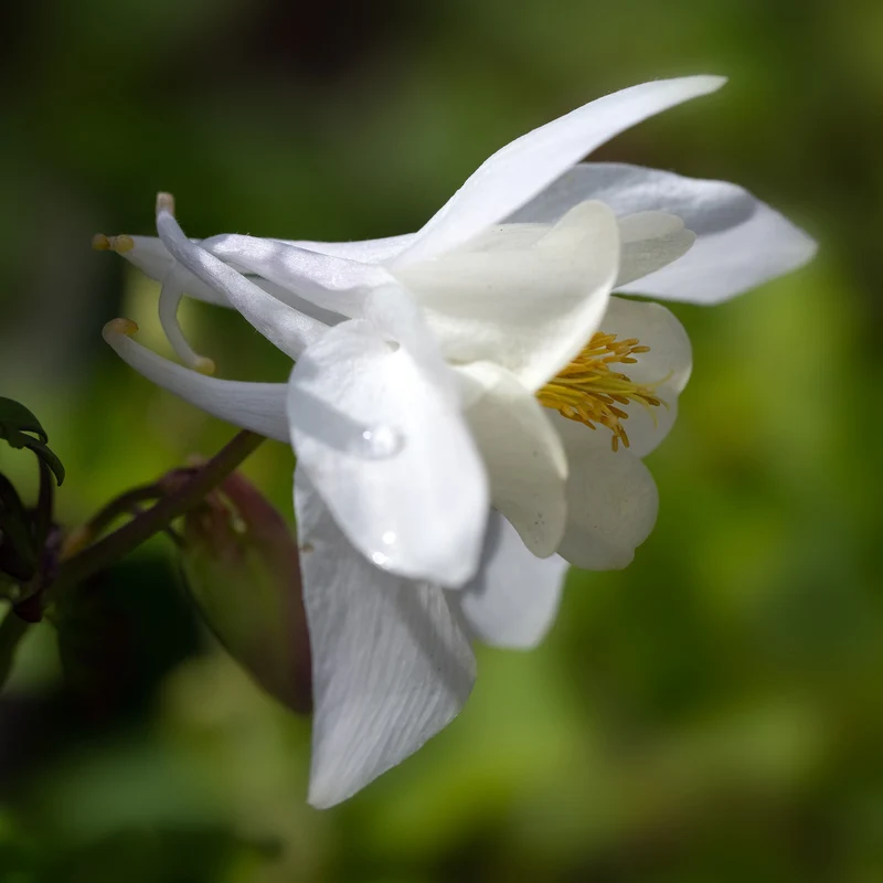 Akelei 'Spring Magic White'