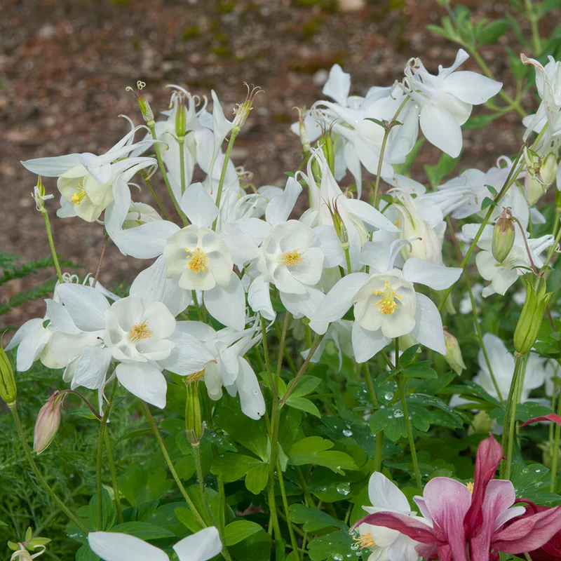 Akelei 'Spring Magic White'