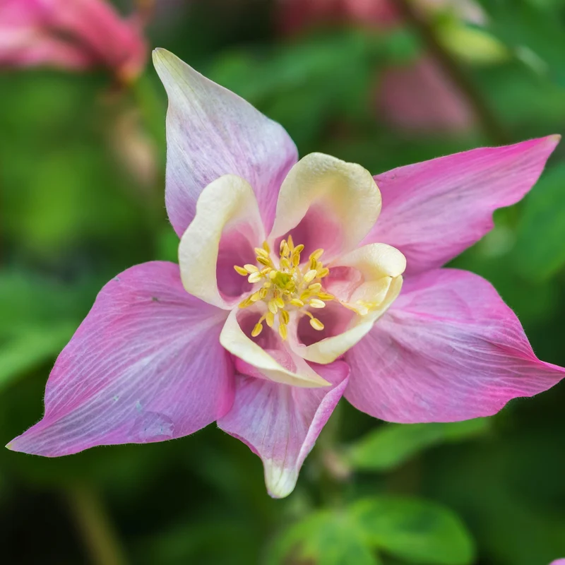 Akelei 'Spring Magic Rose & White'
