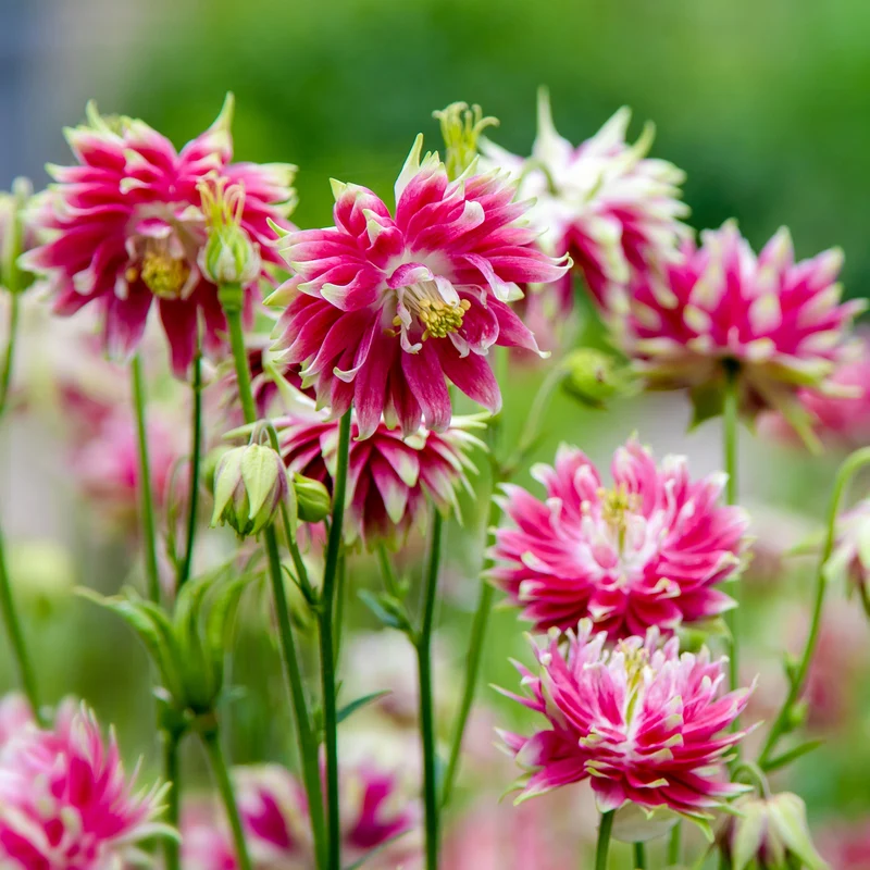 Akelei 'Nora Barlow'